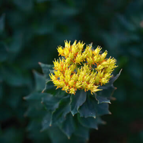 Rhodiola Rosea