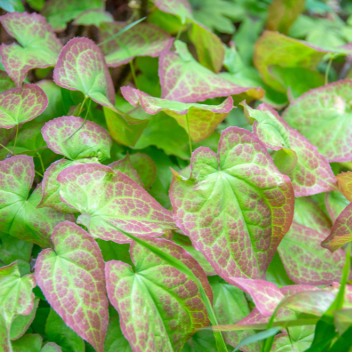 Horny Goat Weed Extract